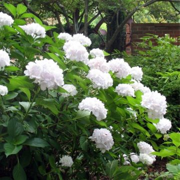 Hydrangea White Mophead - Soeur Therese - Large White Flowers