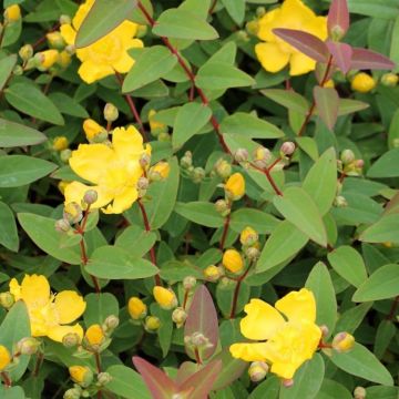 Hypericum x hidcoteense 'Hidcote' - St. John's Wort