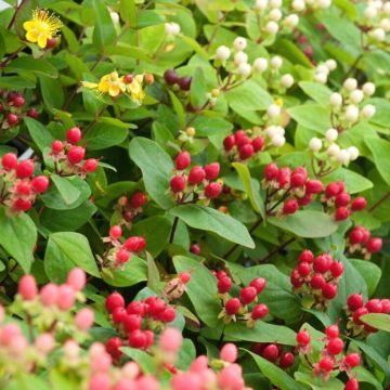 Hypericum Magical Mix