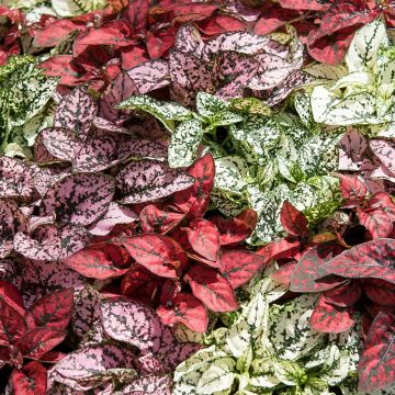 SPECIAL DEAL - Hypoestes mix - Pack of THREE Polka Dot Plants