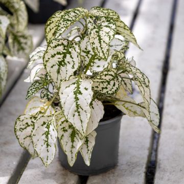 Hypoestes Splash White - Polka Dot Plant