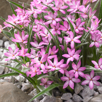 Rhodohypoxis Twinkle Stars - PINK - Star Grass Rhodoxis