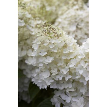 Hydrangea paniculata Phantom