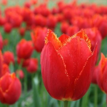 Tulip 'I to Holland' - Pack of 10 Bulbs