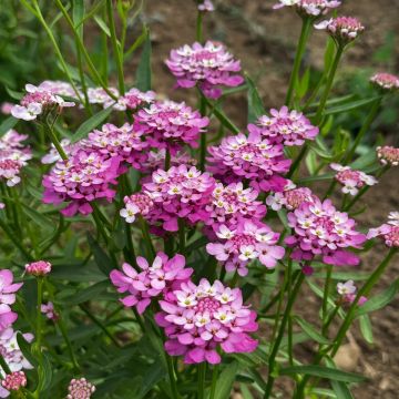Iberis umbellata 'Rose Cardinal' - Candy Tuft
