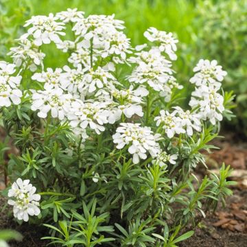 Iberis sempervirens 'Snowcone' - Hardy Candytuft