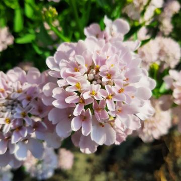 Iberis Umbellata 'Rose Cardinal' - Candy Tuft