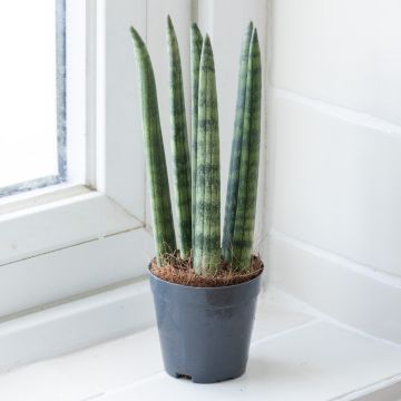 Sansevieria Cylindrica 'Spaghetti' - African Spear Plant