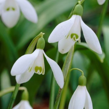 Snowdrops - Galanthus woronowii - Giant Snowdrop