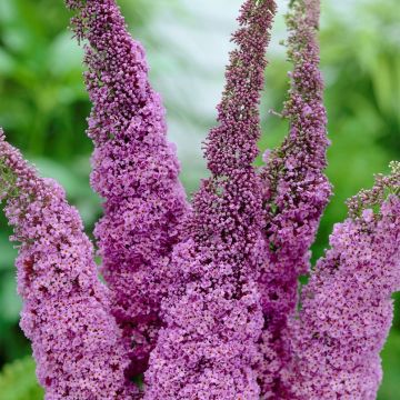 Buddleja davidii Ile de France