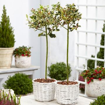 Pair of Ilex argentea marginata Variegated Holly Trees - Perfect for Patios