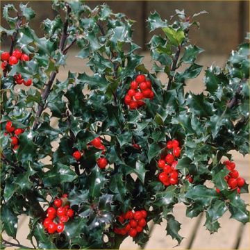 Ilex meserveae Blue Angel - Holly