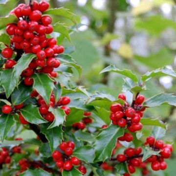 Ilex meserveae 'Blue Maid' - Evergreen Female Holly Shrub