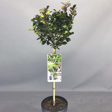 Ilex Blue Prince - Male Holly Tree