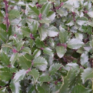 Ilex Blue Prince - Male Holly - 60-80cm Bushy Plant