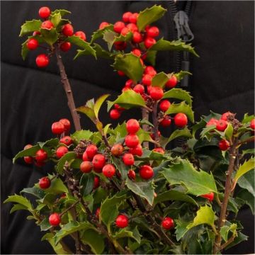Festive Holly Plant - Full of Berries - Ilex meserveae 'Blue Princess'
