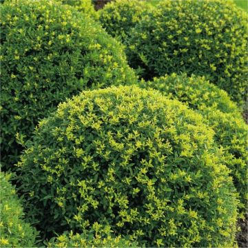 Topiary Ball - Ilex crenata - Dark Green Box leaved Japanese Holly Ball