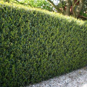 Ilex crenata stokes Green Hedge - Hardy Box-leaved Hedging - Pack of 12 Plants