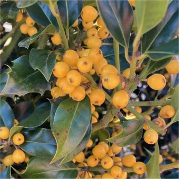 Rare Yellow Berry Holly Trees - Ilex aquifolium Bacciflava
