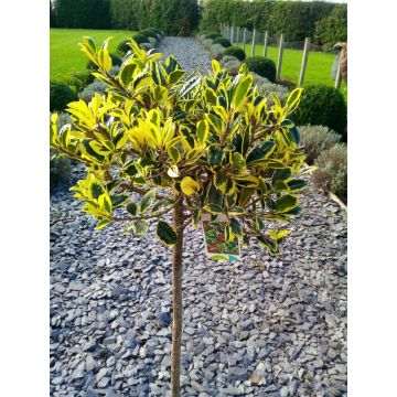 WINTER SALE - Ilex Golden Van Tol - Standard Female Holly Tree