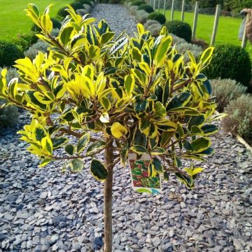 Ilex Golden Van Tol - Standard Female Holly Tree