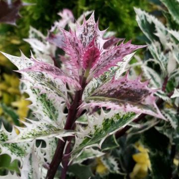 Ilex aquifolium Ingramii - Evergreen Male Variegated Holly