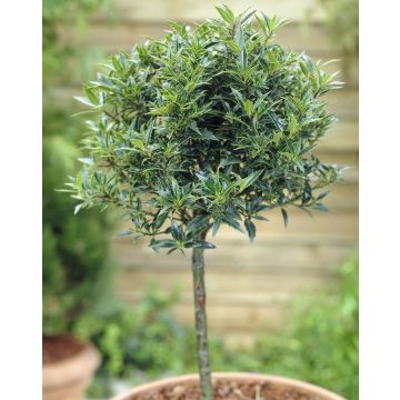 Holly Tree Patio Standard - Ilex aquifolium Myrtifolia