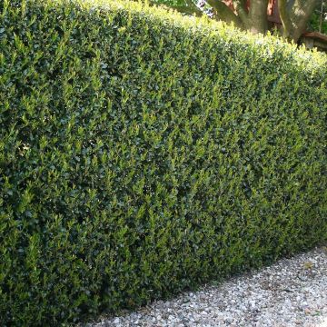 XXXL Ilex crenata Green Hedge Plants - circa 6-7ft tall - Pack of TEN Hardy Box-leaved Hedging