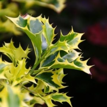 Ilex aquifolium Golden DJ - Female Variegated Holly