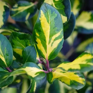 Ilex aquifoluim 'Lawsoniana'