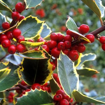 Ilex aquifolium Aurea Marginata - Large Standard Holly Tree