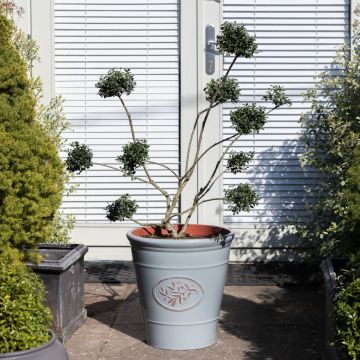 Ilex crenata - Topiary Pom Pom Cloud Tree - circa 80cm