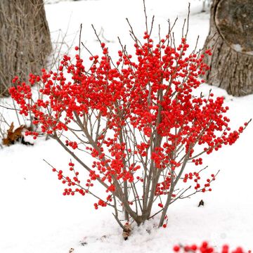 Ilex Verticillata - Winter Berry Holly