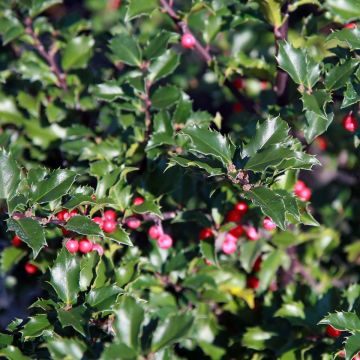 Ilex meserveae 'Blue Princess' - Holly