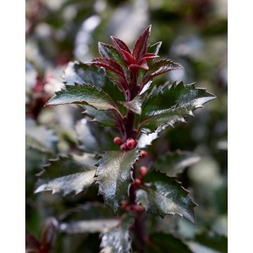 SPECIAL DEAL - Ilex x meserveae 'Gentle'