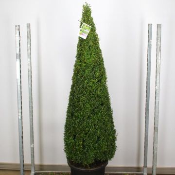 Contemporary Topiary Box Pyramid - Premium Quality Topiary Buxus - XXXL 170-190cm