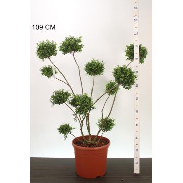 Ilex crenata - Topiary Pom Pom Cloud Tree - circa 100-120cm