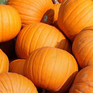 Pumpkin Plant 'Jack O'Lantern'