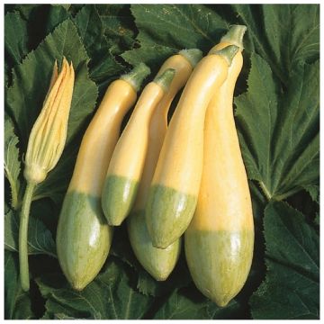 Squash Plant Summer Zephyr