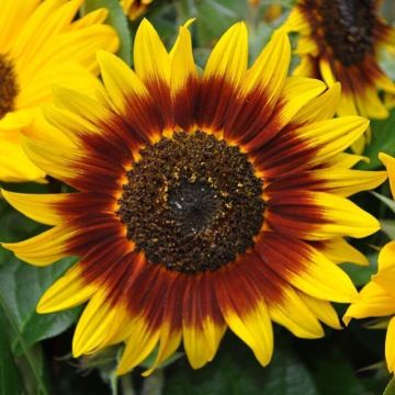 Sunflower Plant - Helianthus Ring of Fire