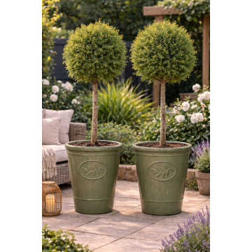Pair of Premium Quality Evergreen Topiary Lollipop Trees