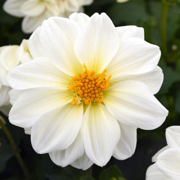 Dahlia Figaro Dwarf White Shades