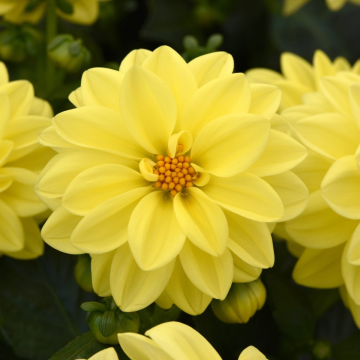 Dahlia Figaro Dwarf Yellow Shades