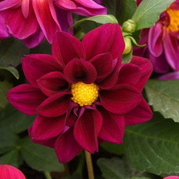 Dahlia Figaro Dwarf Violet Shades
