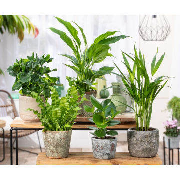 Houseplant Roulette - Lucky Dip Houseplant Selection
