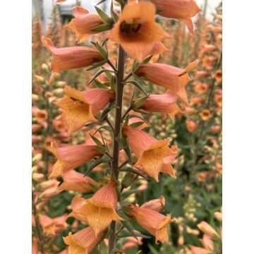 Digitalis ‘Firecracker’ - Perennial Foxglove