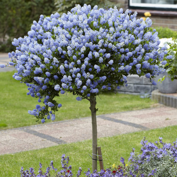 Evergreen California Lilac Tree - Patio Standard Ceanothus repens