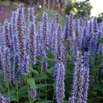 Agastache rugosa 'Liquorice Blue' - Korean Mint