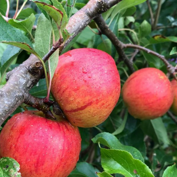 Apple Tree - Christmas Pippin (MM106)