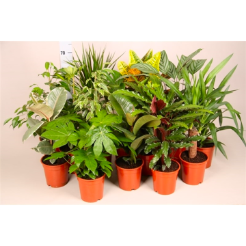 Houseplant Roulette - Lucky Dip Houseplant Selection